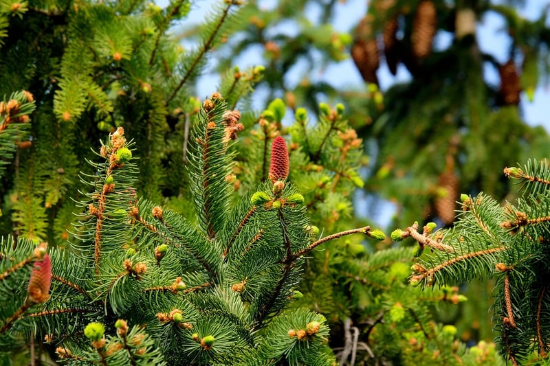 Sustainable Plant Solutions