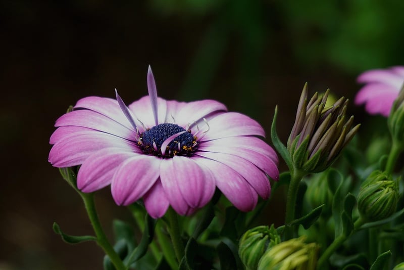Botanical Elements
