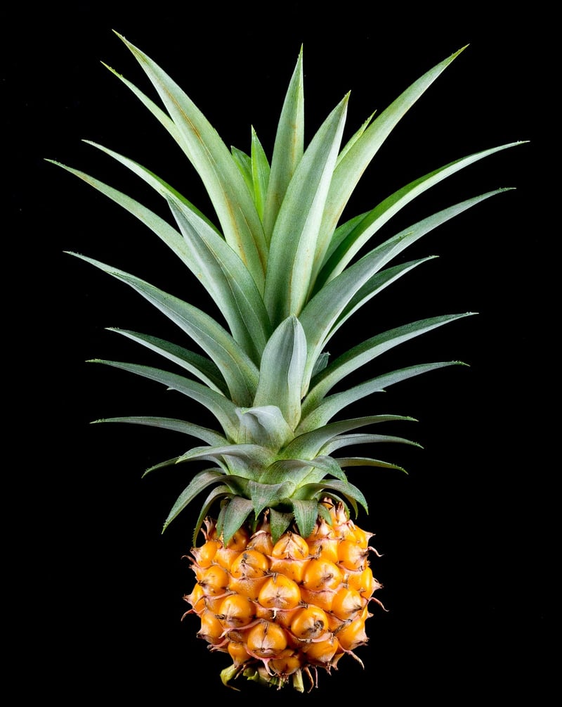 Pineapple Fabric