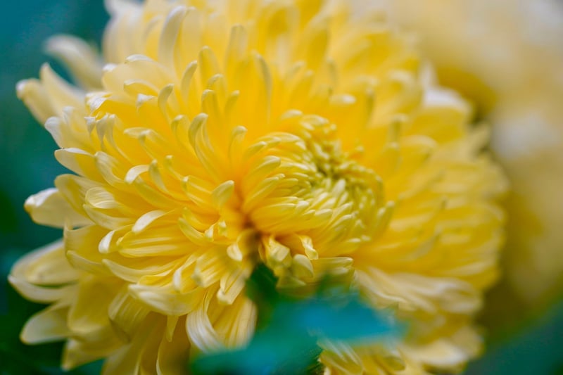 Botanical Colors
